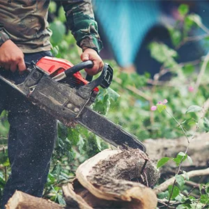 Tree Removal Services ARIZONA