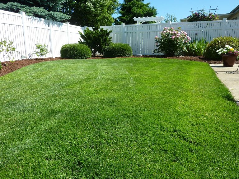 Midiron Turf: The Most Popular Turf grass in Arizona 2 Lawn Care