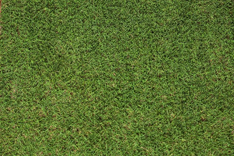 TifEagle: The Gold Standard in Golf Greens 2 Primary Lawn Care Gilbert, AZ