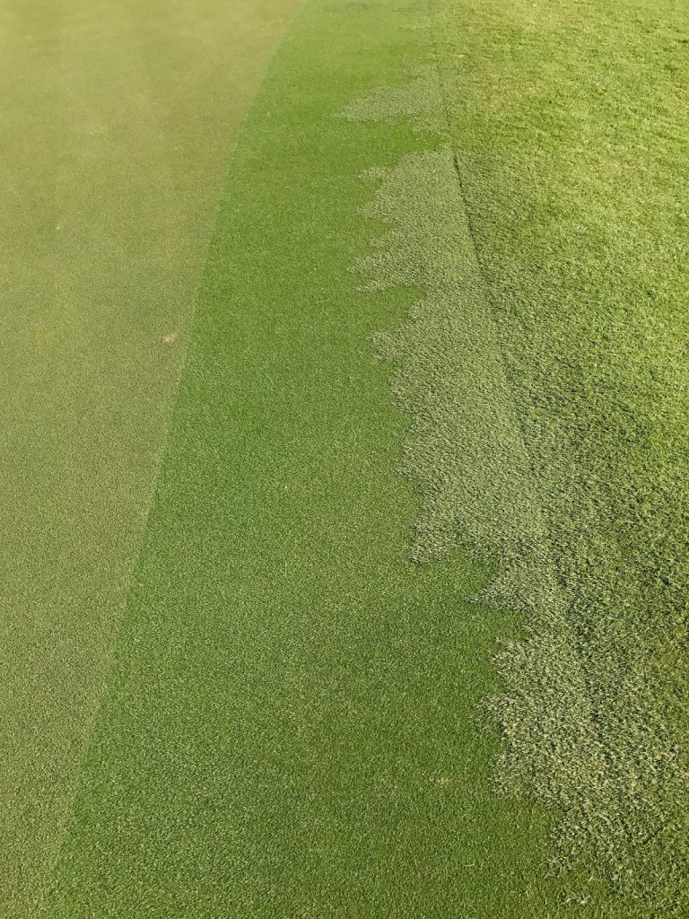 TifGrand Bermuda Turf: The Sun and Shade Turf 2 TifGrand Bermuda turf