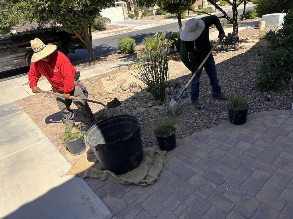 Crew planting desert shrubs beside a paver walkway