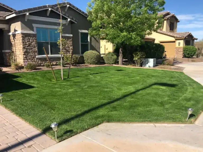 Freshly installed sod lawn in a Chandler AZ front yard with paver border and young shade tree
