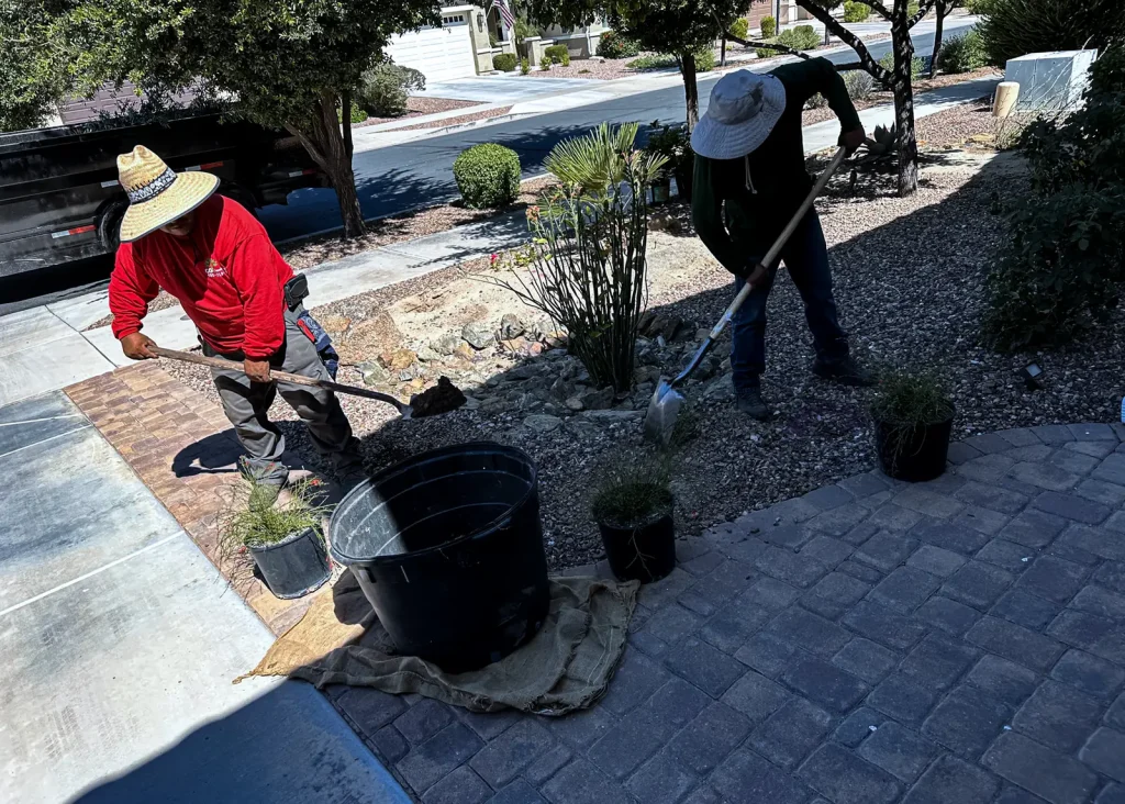 CGL Landscaping crew planting desert shrubs in a front yard rock bed