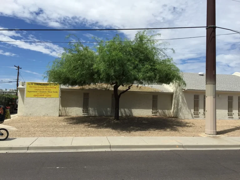 Mesquite tree after trimming, with a clean raised canopy in front of a commercial building