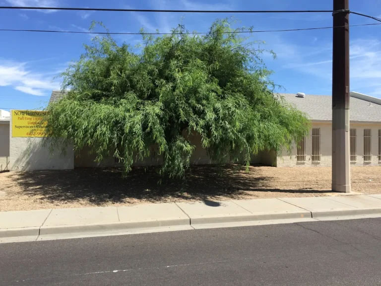 Overgrown tree before trimming, with branches hanging to the ground in front of a commercial building