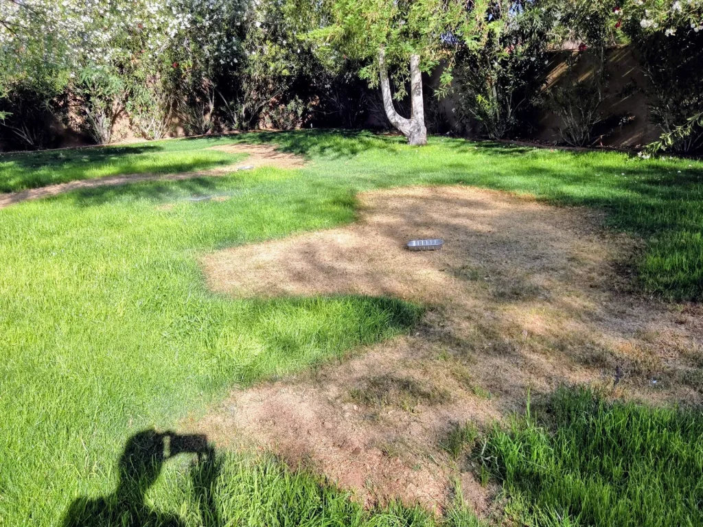 Natural grass lawn with dead brown patches before repair